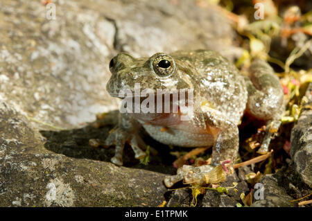 Canyon Tree Frog, Hyla arenicolor, Miller Canyon, Arizona, USA Stock Photo