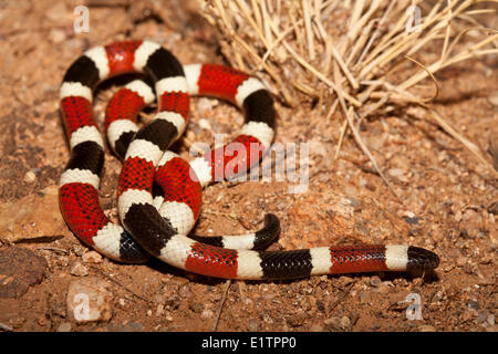 Coral Snake, Micrurus fulvius, Arizona, USA Stock Photo