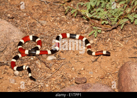Coral Snake, Micrurus fulvius, Arizona, USA Stock Photo