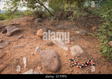 Coral Snake, Micrurus fulvius, Arizona, USA Stock Photo