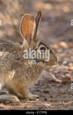 Desert Cottontail, Sylvilagus audubonii, Arizona, USA Stock Photo