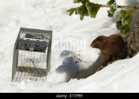 Vancouver Island Marmot, Marmota Vancouverensis, Vancouver Island, BC, Canada Stock Photo