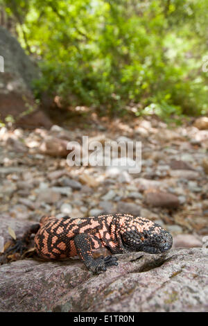 Reticulate Gila Monster, Heloderma suspectum, Arizona, USA Stock Photo