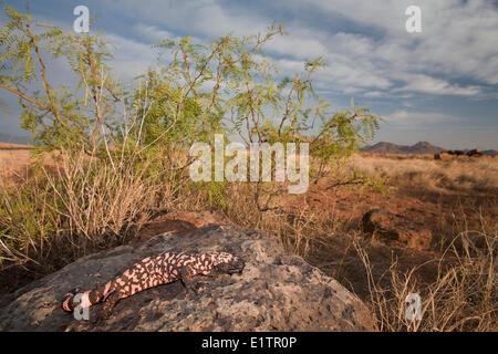 Reticulate Gila Monster, Heloderma suspectum, Arizona, USA Stock Photo