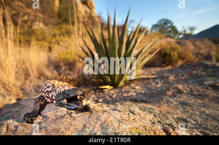 Reticulate Gila Monster, Heloderma suspectum, Arizona, USA Stock Photo