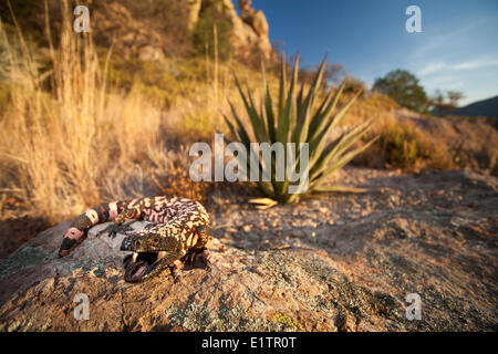 Reticulate Gila Monster, Heloderma suspectum, Arizona, USA Stock Photo