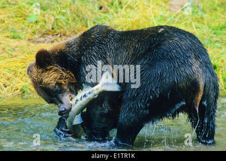 Grizzly Bear (Ursus arctos horribilis) Adult catching Chum Salmon (Oncorhynchus keta) Summer, Alaska, United States of America. Stock Photo