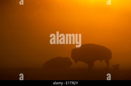 Two Bison, bos bison, silhouetted against rising sun, Elk Island National Park, Alberta, Canada Stock Photo