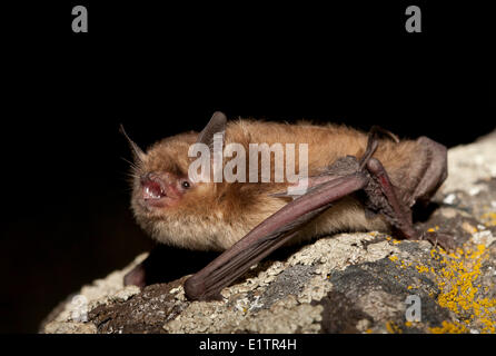 Little Brown Bat, Myotis Lucifugus, Lillooet, BC, Canada Stock Photo