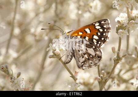 Mormon Metalmark, Apodemia mormo, Similkameen, Keremeos, BC, Canada Stock Photo