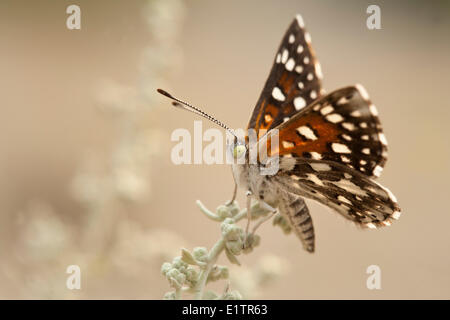 Mormon Metalmark, Apodemia mormo, Similkameen, Keremeos, BC, Canada Stock Photo