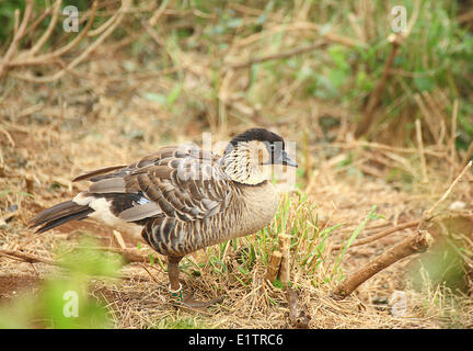 Nene, Branta sandvicensis, Kauai, Hawaii, USA Stock Photo