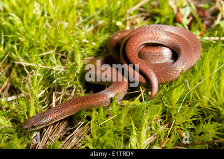 Sharp-tailed Snake, Contia tenuis, North Pender Island, BC, Canada Stock Photo