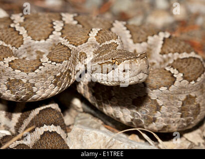 Western Rattlesnake, Northern Pacific Rattlsnake, Crotalus oreganus, Okanagan, Kamloops, BC, Canada Stock Photo