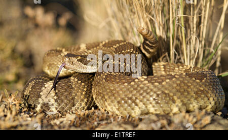 Western Rattlesnake, Northern Pacific Rattlsnake, Crotalus oreganus, Okanagan, Kamloops, BC, Canada Stock Photo