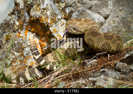 Western Rattlesnake, Northern Pacific Rattlsnake, Crotalus oreganus, Okanagan, Kamloops, BC, Canada Stock Photo