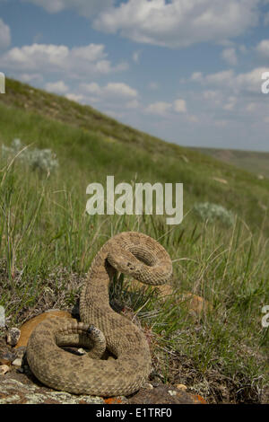 Prairie Rattlesnake, Crotalus viridis viridis, Grasslands National Park, Saskatchewan, Canada Stock Photo