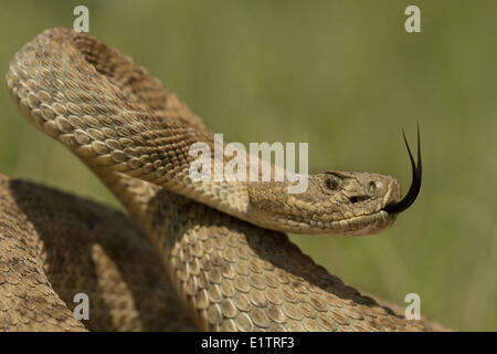 Prairie Rattlesnake, Crotalus viridis viridis, Grasslands National Park, Saskatchewan, Canada Stock Photo