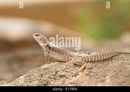 Desert iguana, Dipsosaurus dorsalis, Arizona, USA Stock Photo