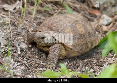 Gopher Tortoise, Gopherus polyphemus, Florida, Everglades, USA Stock Photo