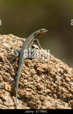 Common side-blotched lizard, Uta stansburiana, Arizona, USA Stock Photo