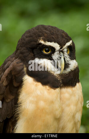Spectacled Owl, Pulsatrix perspicillata, Captive, Pacific Northwest Raptors, BC, Canada Stock Photo