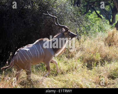 Male Kudu, tragelaphus strepsiceros, Moremi National Park, Botswana, Africa Stock Photo