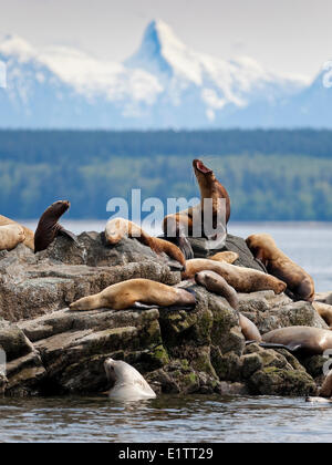 Sea lion haul-out Georgia Strait, Mitlenatch Island, Gulf Islands, British Columbia, Canada Stock Photo