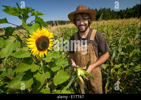 A young farmer checks his corn crop in fields near Yellow Point on Central Vancouver Island, British Columbia, Canada Stock Photo