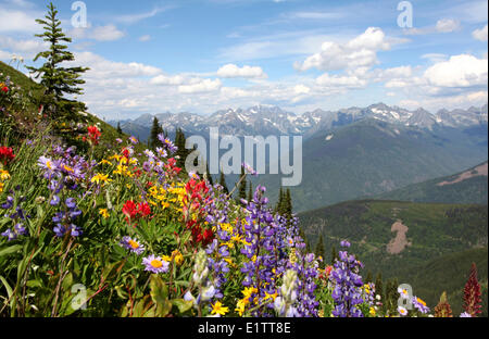 Wildflowers on Idaho Peak, near New Denver BC, Canada Stock Photo