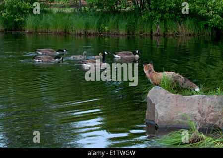 Red fox at edge of pond watching intently as Canada Geese swimmiing bya red fox, Vulpes vulpes, Minnesota, USA Stock Photo