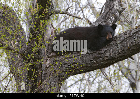 American Black bear resting escaping bugs lying on large tree branch Ursus americanus Sleeping Giant Provincial Park; Ontario; Stock Photo