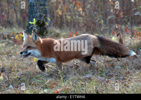 Red fox hunting through autumn grasses; (Vulpes vulpes); Minnesota Stock Photo