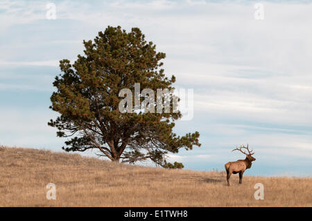 Bull Elk standing next to large Ponderosa Pine tree, Cervus canadensis, Wind Cave National Park; South Dakota; North America. Stock Photo