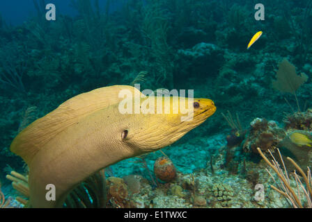 A green moray eel (Gymnothorax funebris) on a coral reef near San Pedro, Belize. Stock Photo