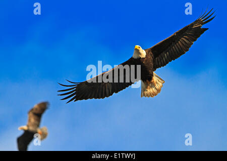 Flying bald eagle (Haliaeetus leucocephalus) with wings spread wide open against blue sky Northern Vancouver Island British Stock Photo