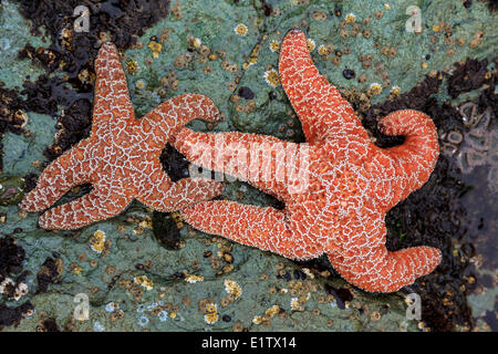 Two Purple/Ochre Stars (Pisaster ochraceus) cling to the rocks at low tide on Whalers Islet Clayoquot Sound British Columbia Stock Photo