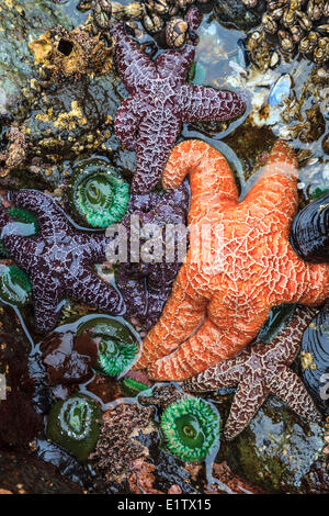 A cluster Purple/Ochre Stars (Pisaster ochraceus) Giant Green Anemone Anthopleura xanthogrammica cling to the rocks at low tide Stock Photo