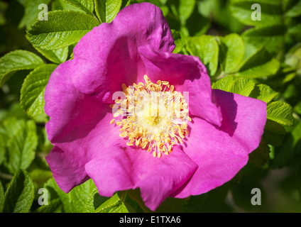 Bright pink wild dog-rose flower macro photo Stock Photo