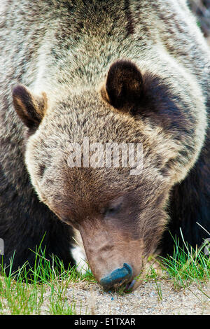 Adult mountain grizzly bear (Ursus arctos) eating grass in spring (Equisetum spp) Jasper National Park Canadian Rocky Mountains Stock Photo