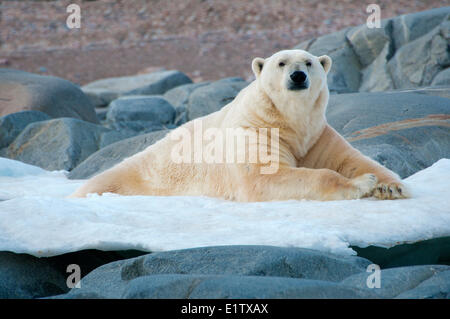 Landlocked polar bear (Ursus maritimus), Svalbard Archipelago, Norwegian Arctic