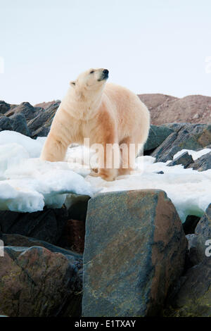Landlocked polar bear (Ursus maritimus), Svalbard Archipelago, Norwegian Arctic