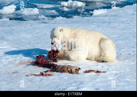 Adult polar bear (Ursus maritimus) feeding on the remains of a bearded seal kill, Svalbard Archipelago, Norwegian Arctic Stock Photo