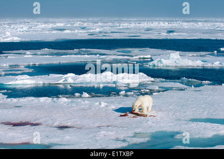 Adult polar bear (Ursus maritimus) feeding on the remains of a bearded seal kill, Svalbard Archipelago, Norwegian Arctic Stock Photo