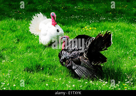 A male Ridley Bronze turkey a male Beltsville Whites turkey free ranging in a field Vancouver Island British Columbia Canada Stock Photo