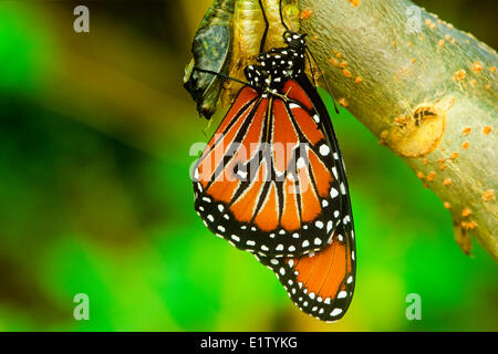 Queen Butterfly (Danaus gilippus thersippus) butterfly emerging pupal case ventral view continental; SW USA & TX (strays far N) Stock Photo