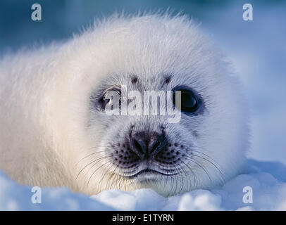Wild harp seal pup (saddleback seal Pagophilus groenlandicus) on the ice the Atlantic Ocean off the Labrador coast in Canada. Stock Photo