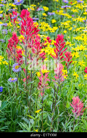 Wildflowers on top Mount Revelstoke National Park Revelstoke British Columbia. Mountain Arnica (Arnica latifolia) Mountain Stock Photo