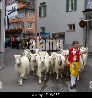 Europe, Switzerland, Appenzell Innerrhoden Canton, Appenzell city, High street, mountain pasture coming back Stock Photo