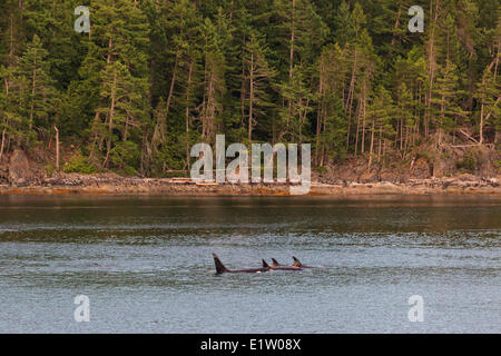 A transient pod of Orca Whales (Orcinus orca) feed off the Penn Islands in Sutil Channel British Columbia Canada. Stock Photo